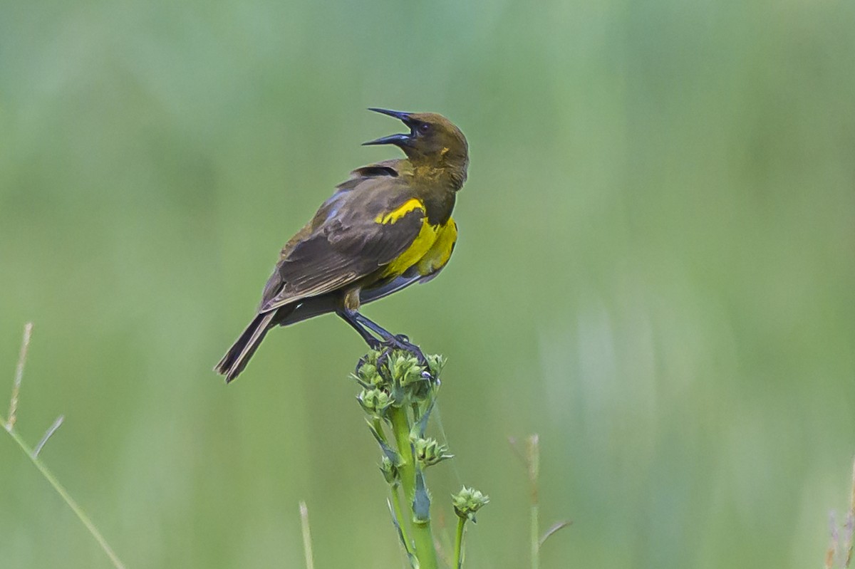 Brown-and-yellow Marshbird - ML646853851