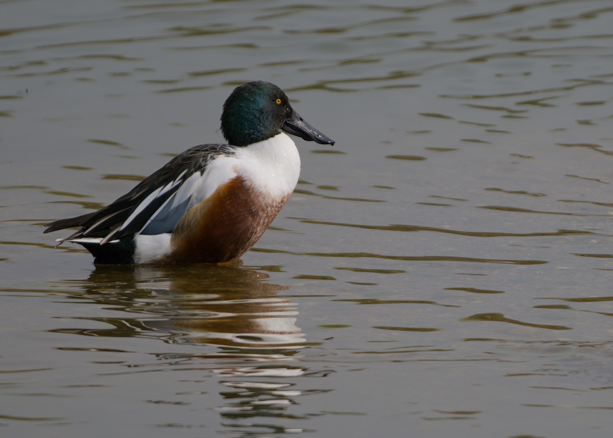 Широконоска - ML646853852