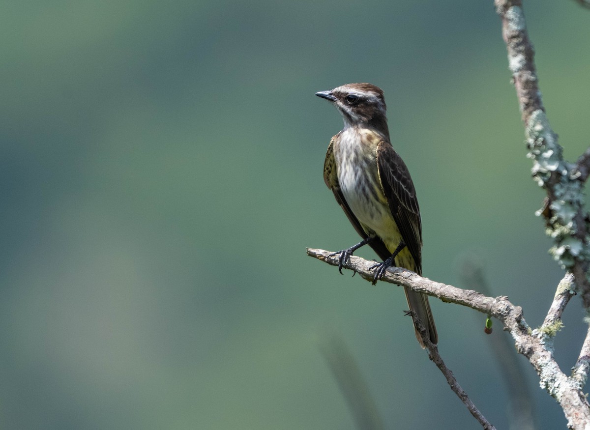 Piratic Flycatcher - ML646853853