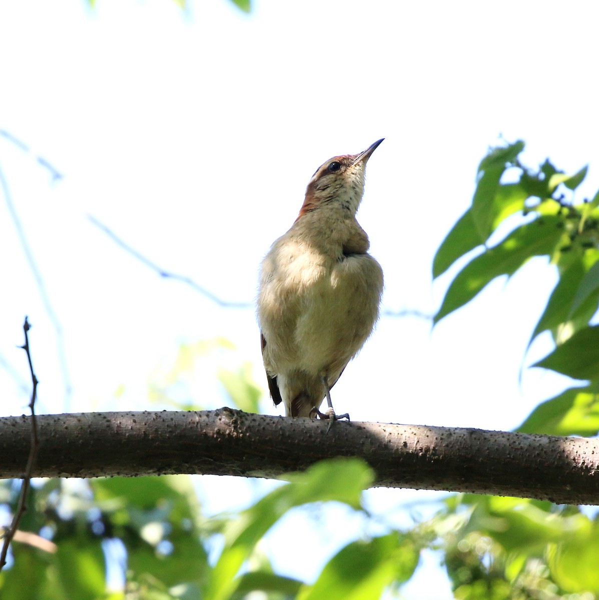 Wing-banded Hornero - ML646853854