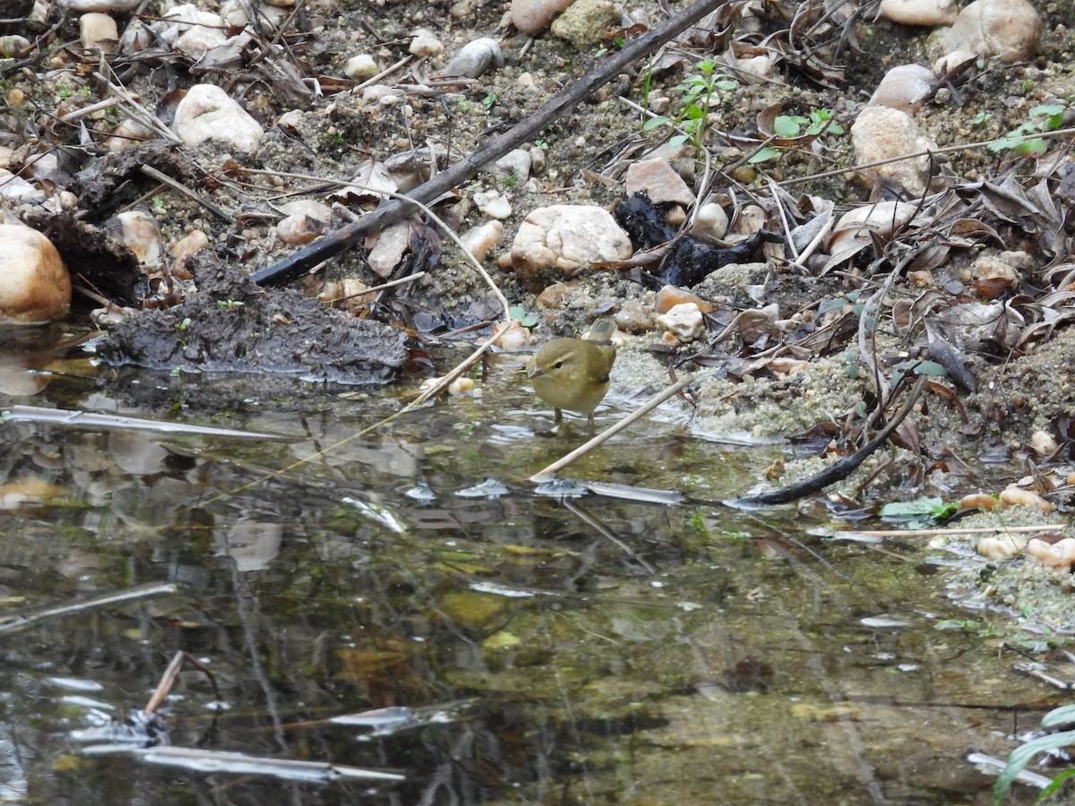 Common Chiffchaff - ML646853855