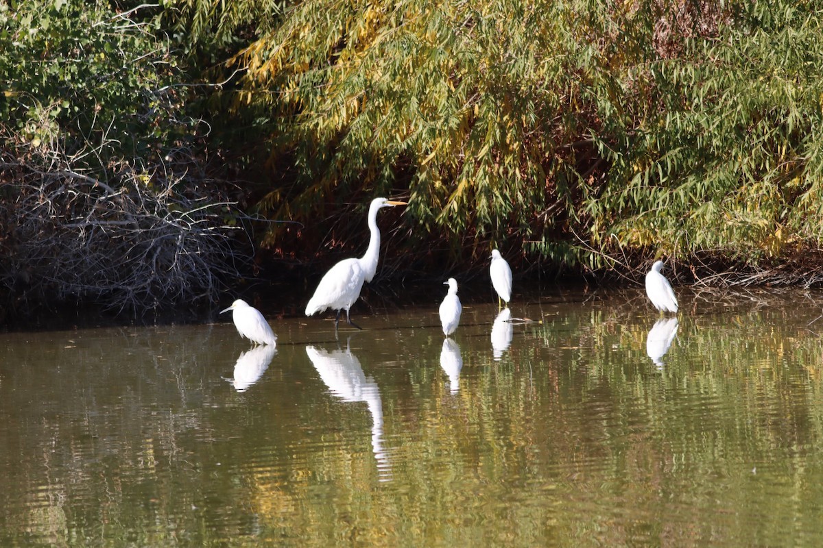 Snowy Egret - ML646853858