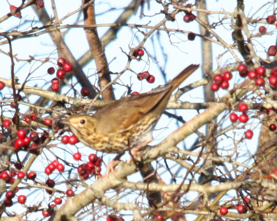 Song Thrush - ML646853859