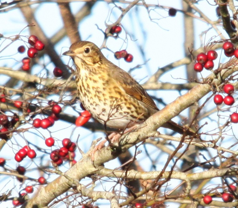 Song Thrush - ML646853860