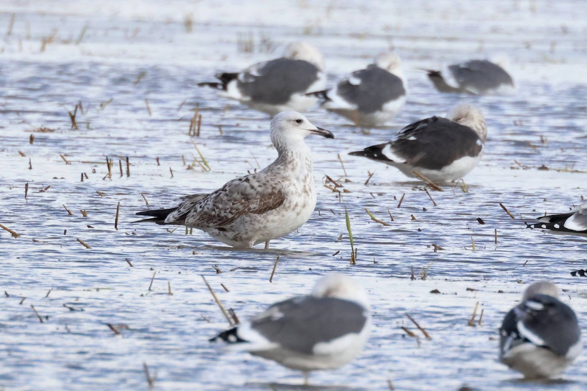 Gaviota (Larus) sp. - ML646853867