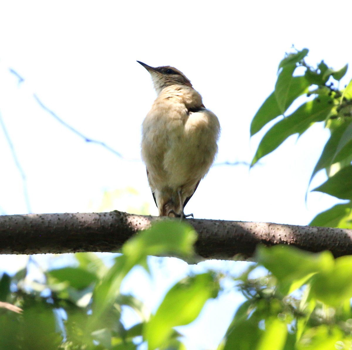 Wing-banded Hornero - ML646853868