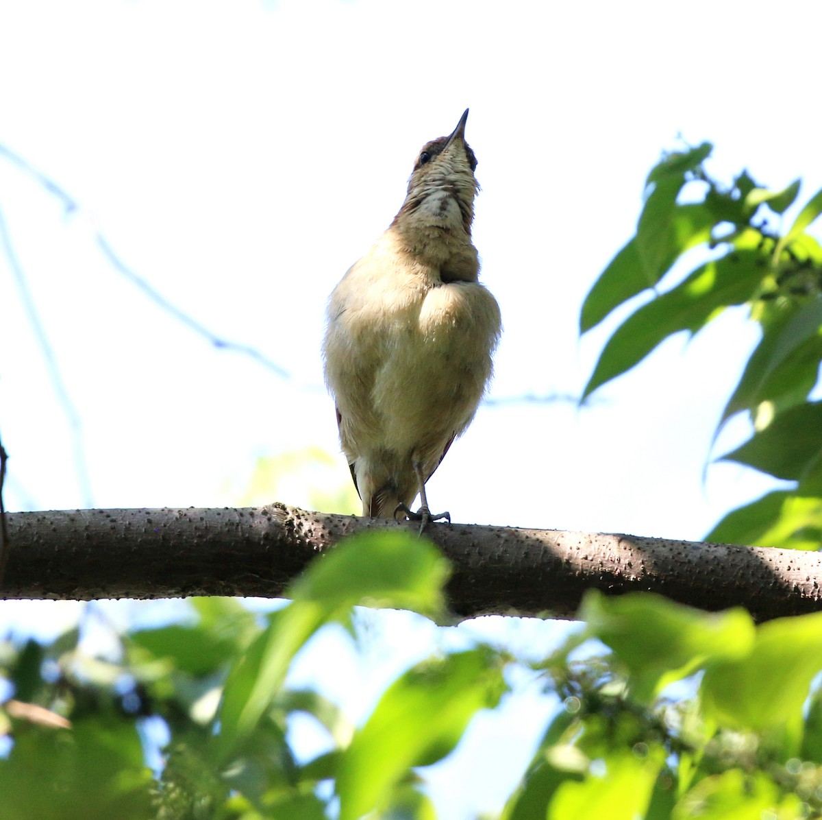 Wing-banded Hornero - ML646853870