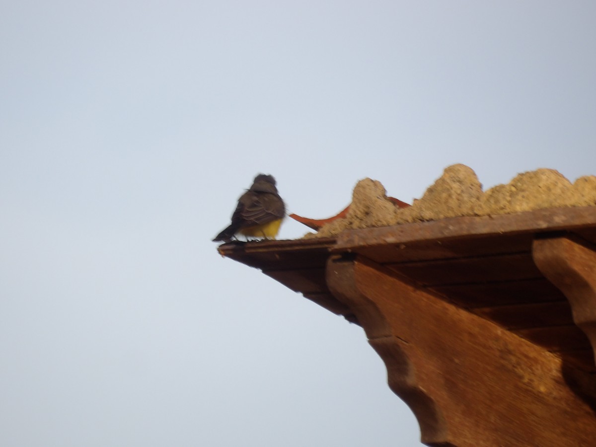 Тиран тропічний - ML646853872