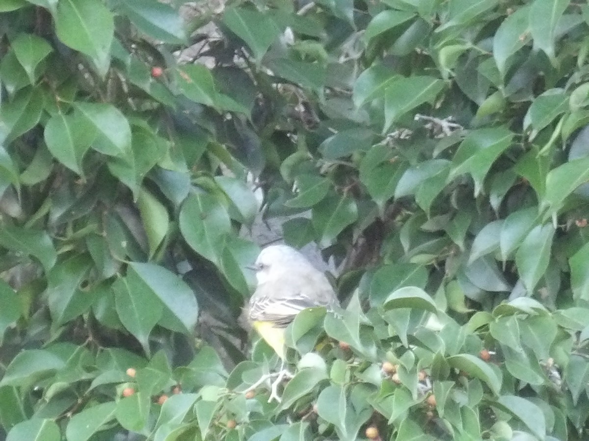 Тиран тропічний - ML646853875