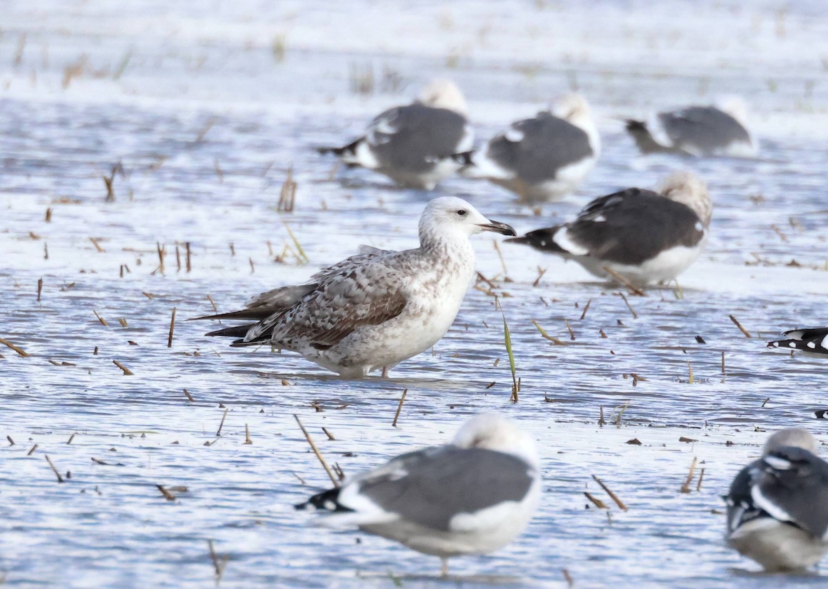 Gaviota (Larus) sp. - ML646853877