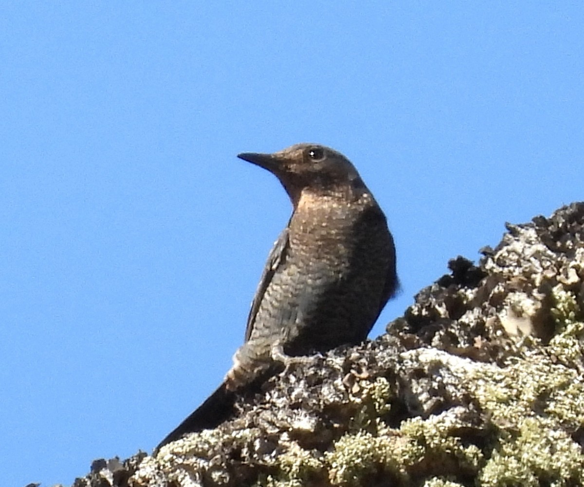 Blaumerle - ML646853878