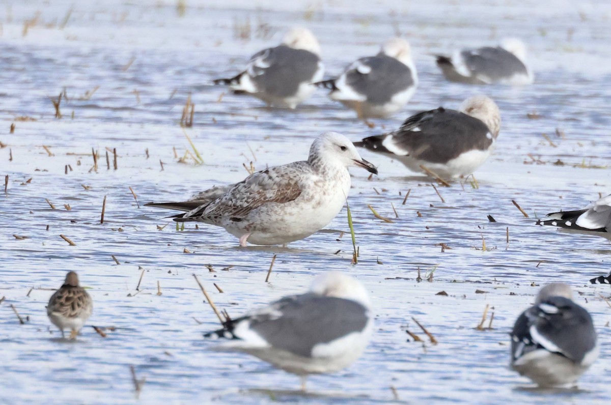 Gaviota (Larus) sp. - ML646853879