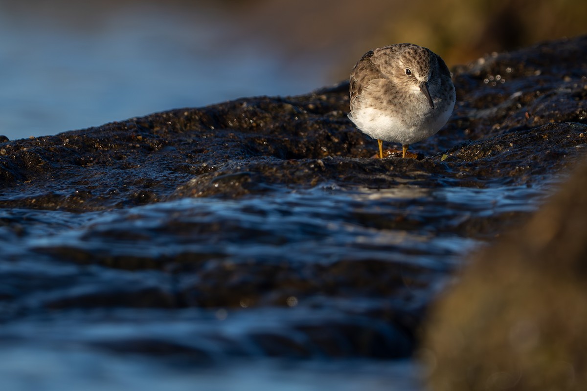 jespák drobný - ML646853880