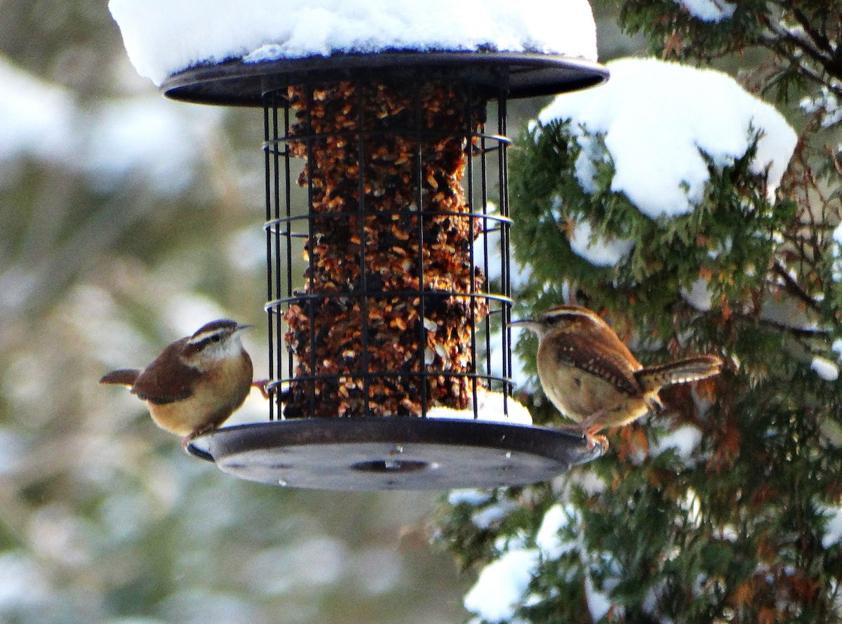 Carolina Wren - ML646853881