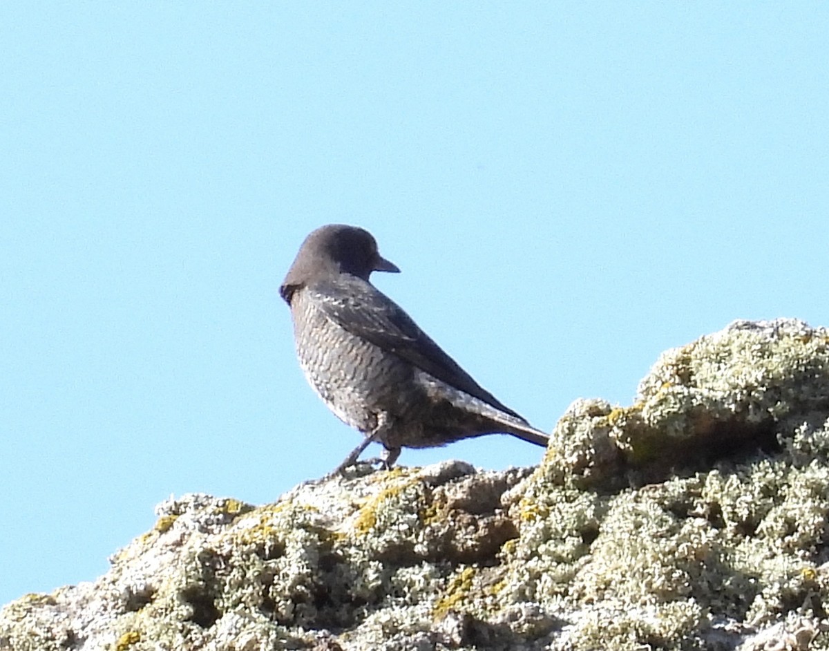 Blaumerle - ML646853883