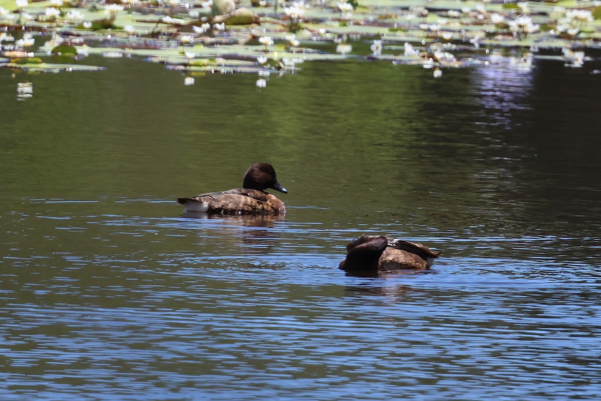 Hardhead - ML646853884