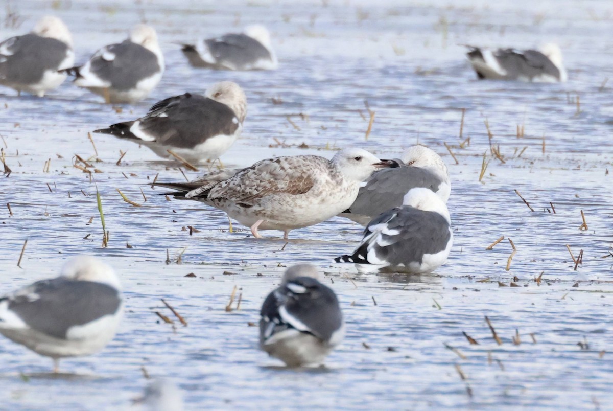 Gaviota (Larus) sp. - ML646853885