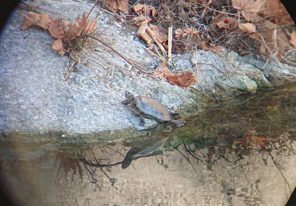 Reptiles - ML646853892