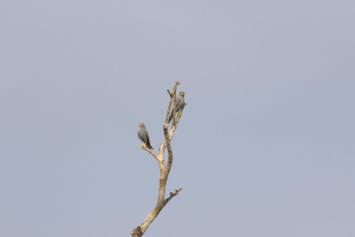 Graufalke - ML646853896