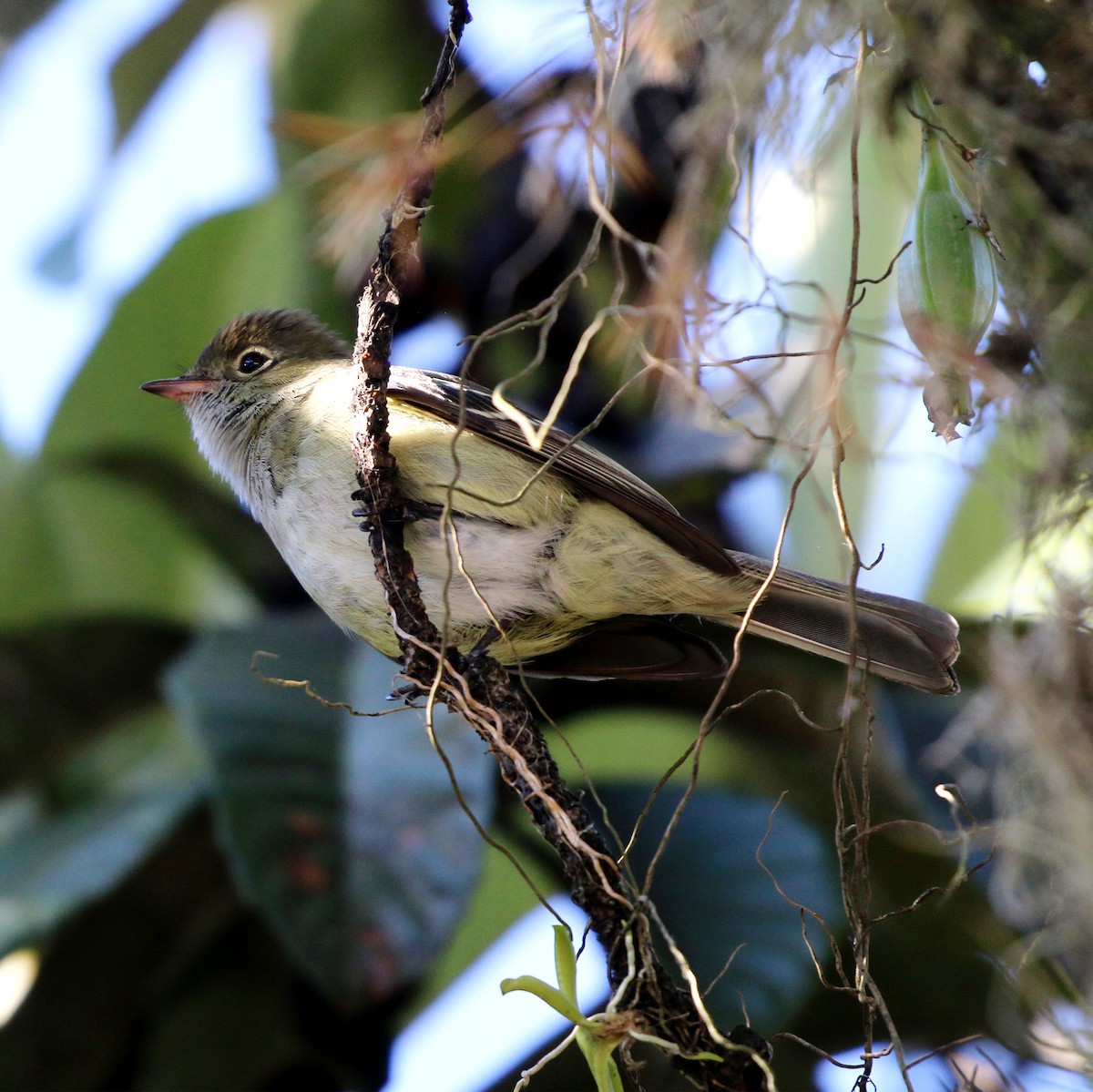 Small-billed Elaenia - ML646853903