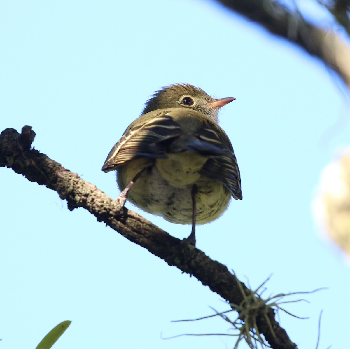 Small-billed Elaenia - ML646853907