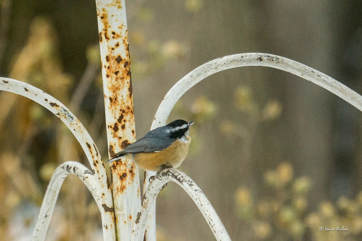 Garrapo kanadarra - ML646853910