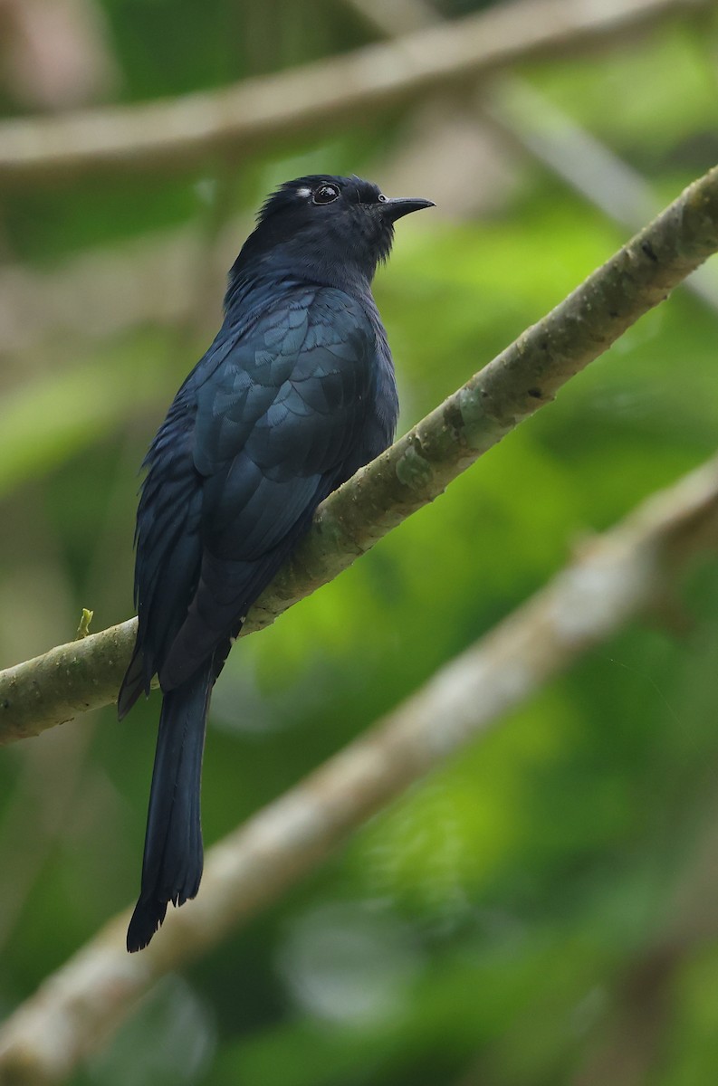Square-tailed Drongo-Cuckoo - ML646853915