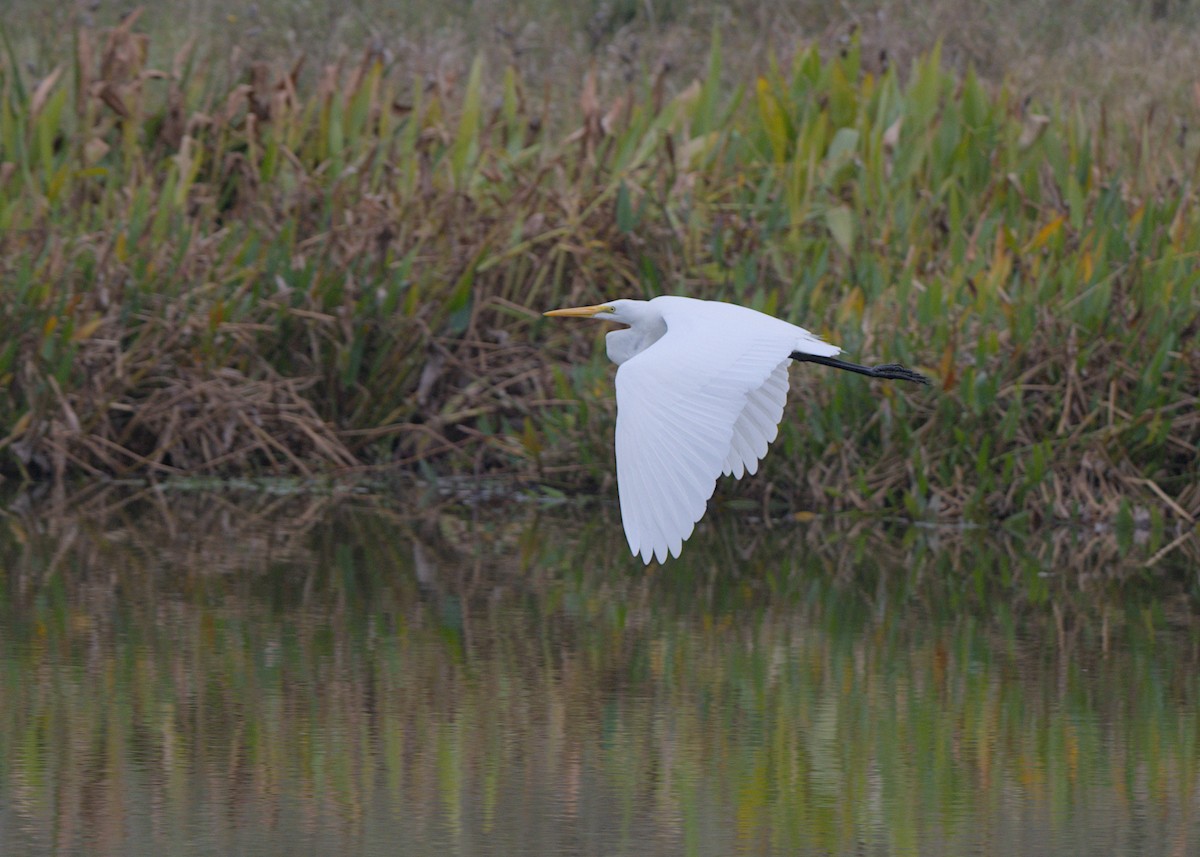 Большая белая цапля - ML646853919