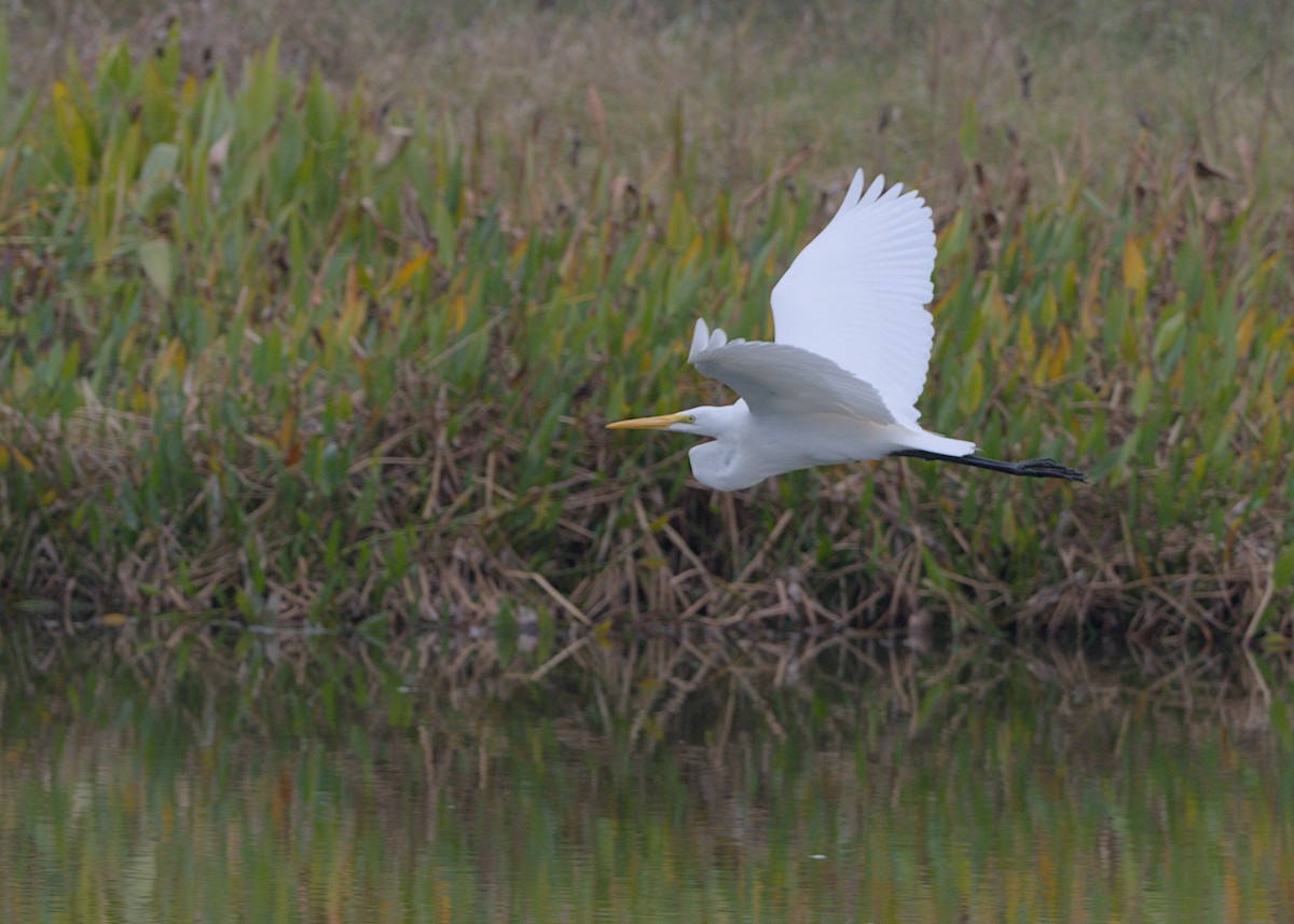 Большая белая цапля - ML646853920