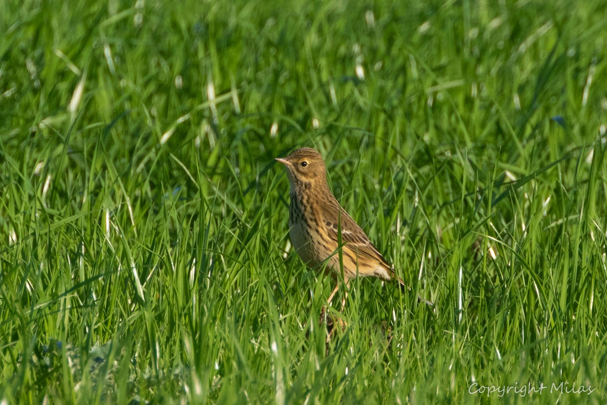 草地鷚 - ML646853921