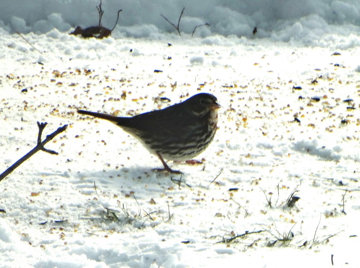 Chingolo Zorruno - ML646853923