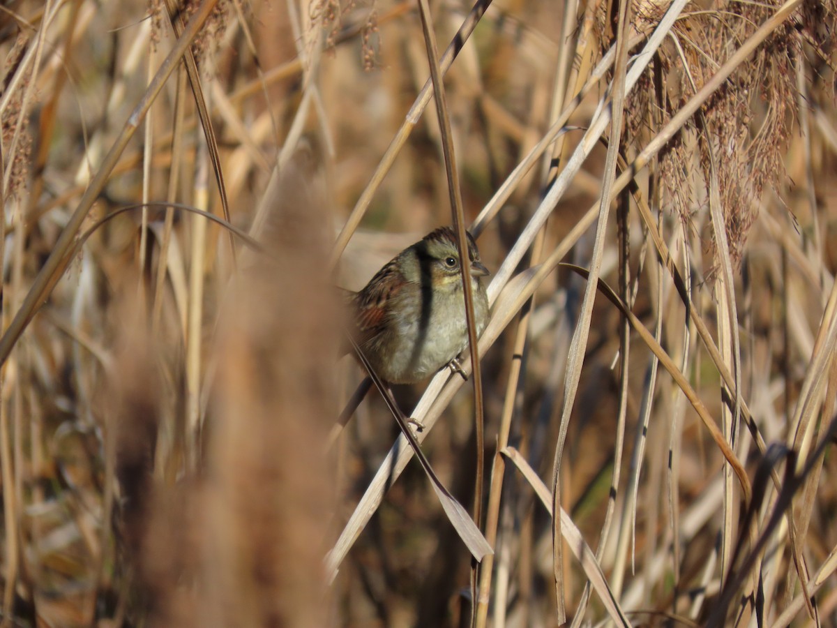 Swamp Sparrow - ML646853924