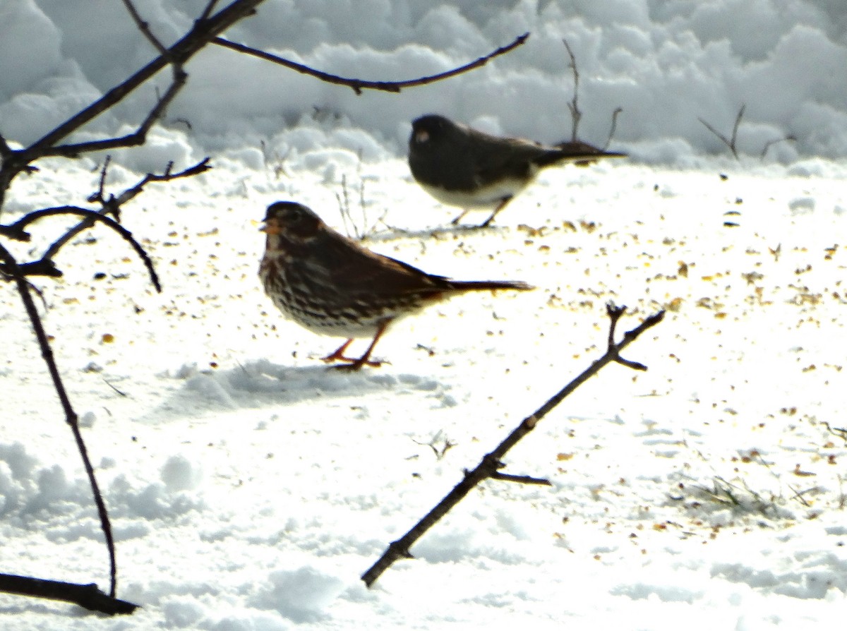 Chingolo Zorruno - ML646853927