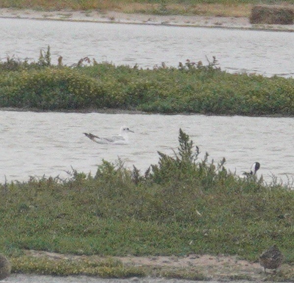 Black-headed Gull - ML646853928