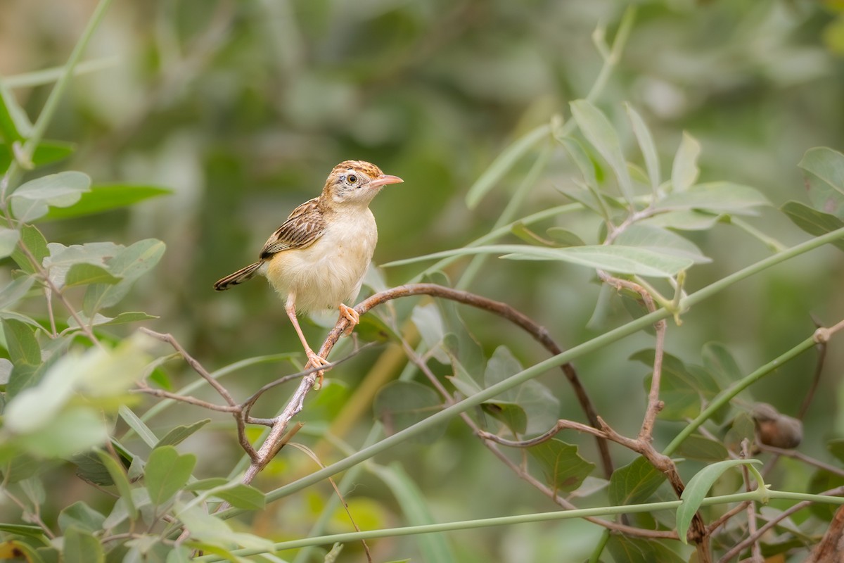 cistovník suchomilný - ML646853929