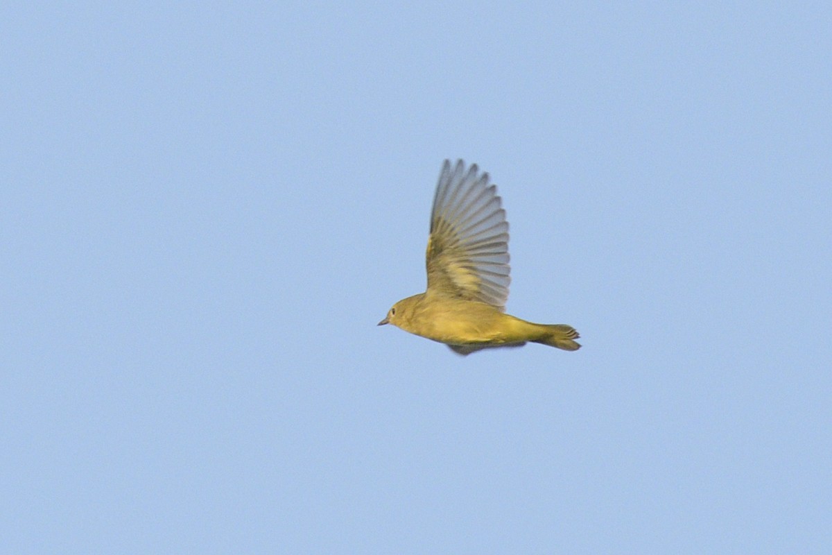 Northern Yellow Warbler - ML646853930