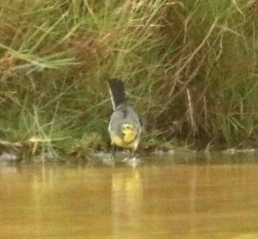 黃頭鶺鴒 - ML646853931