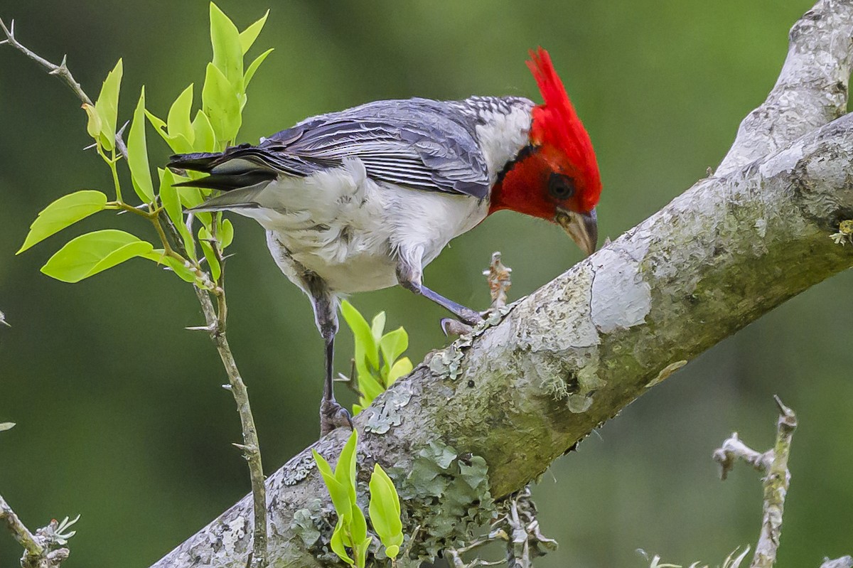 Red-crested Cardinal - ML646853934
