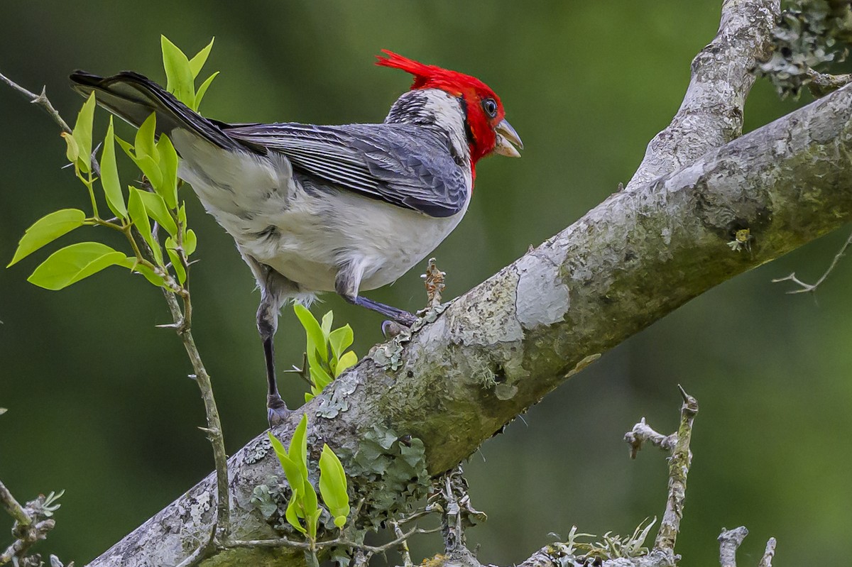 Red-crested Cardinal - ML646853936