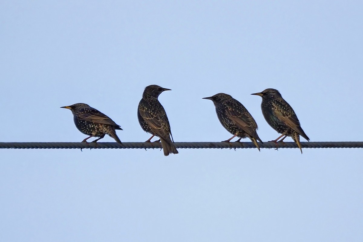 Шпак звичайний - ML646853938