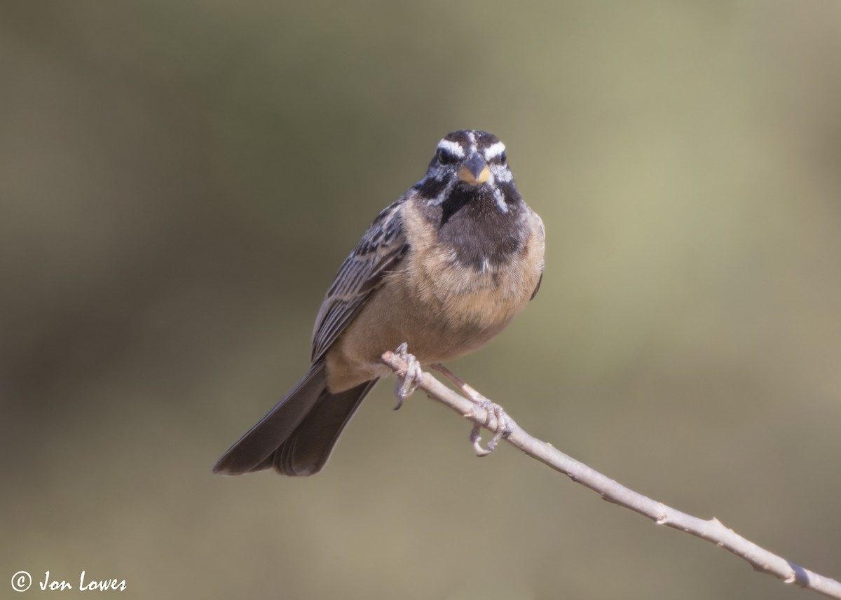 Cinnamon-breasted Bunting - ML646853940