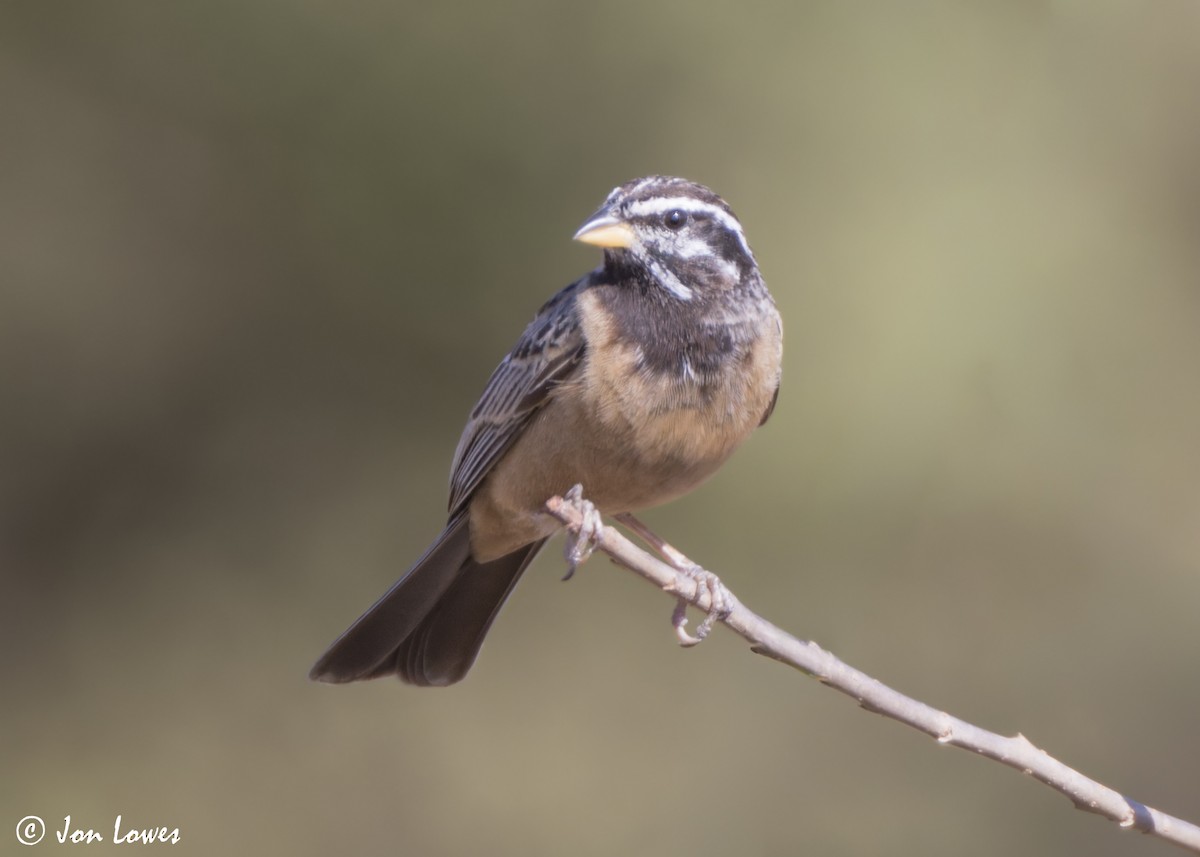 Cinnamon-breasted Bunting - ML646853941
