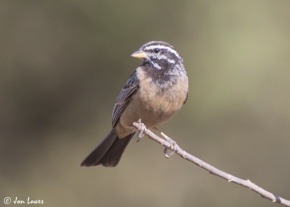 Cinnamon-breasted Bunting - ML646853942