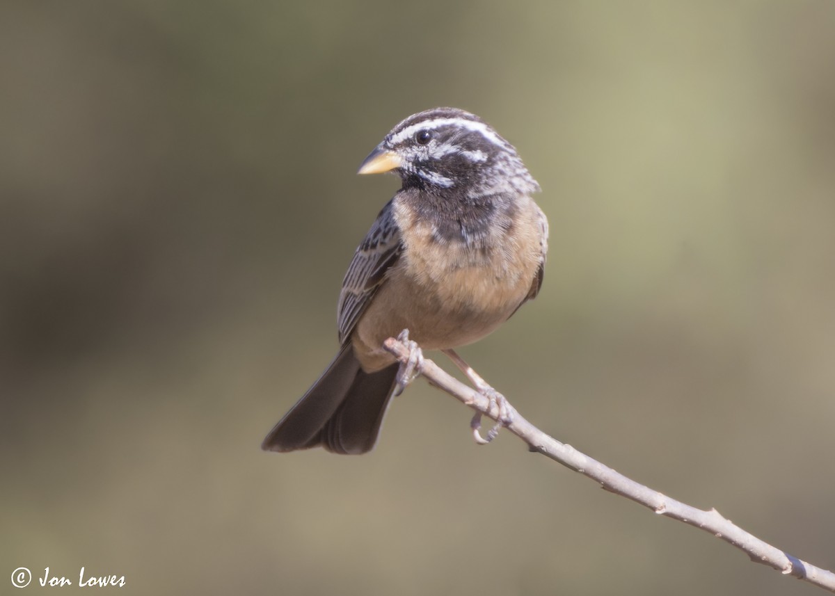 Cinnamon-breasted Bunting - ML646853943