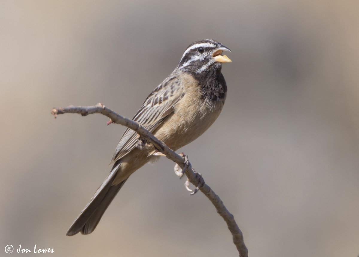 Cinnamon-breasted Bunting - ML646853944
