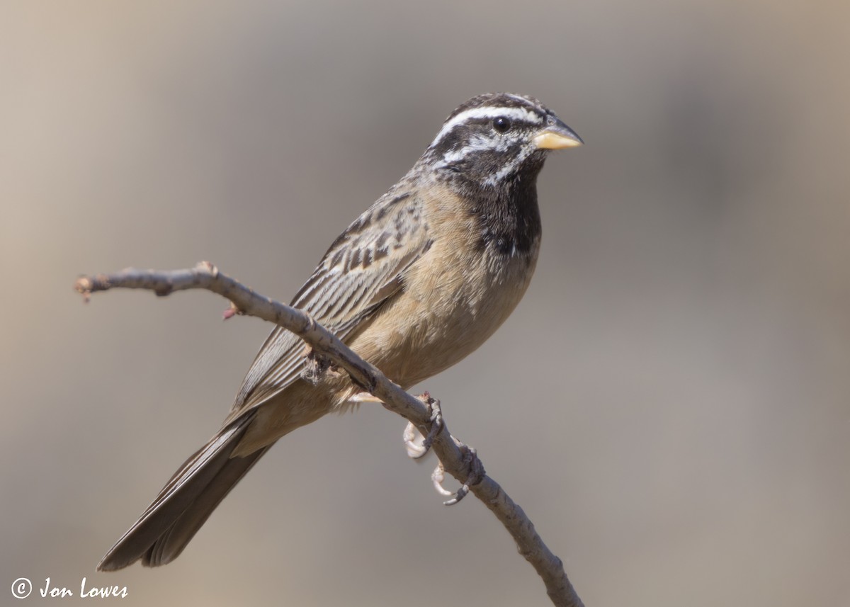Cinnamon-breasted Bunting - ML646853945