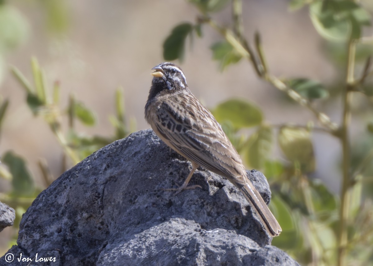 Cinnamon-breasted Bunting - ML646853946