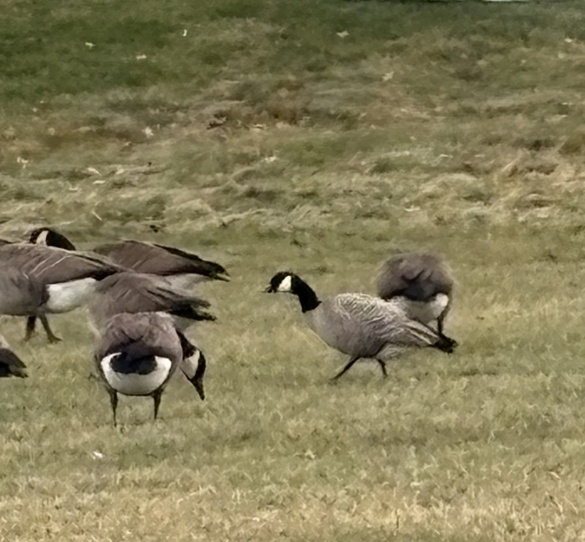 シジュウカラガン - ML646853947