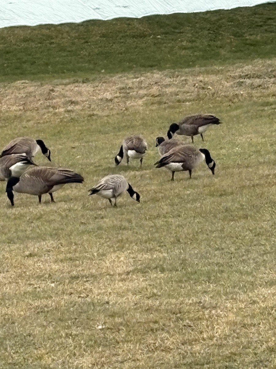 シジュウカラガン - ML646853950