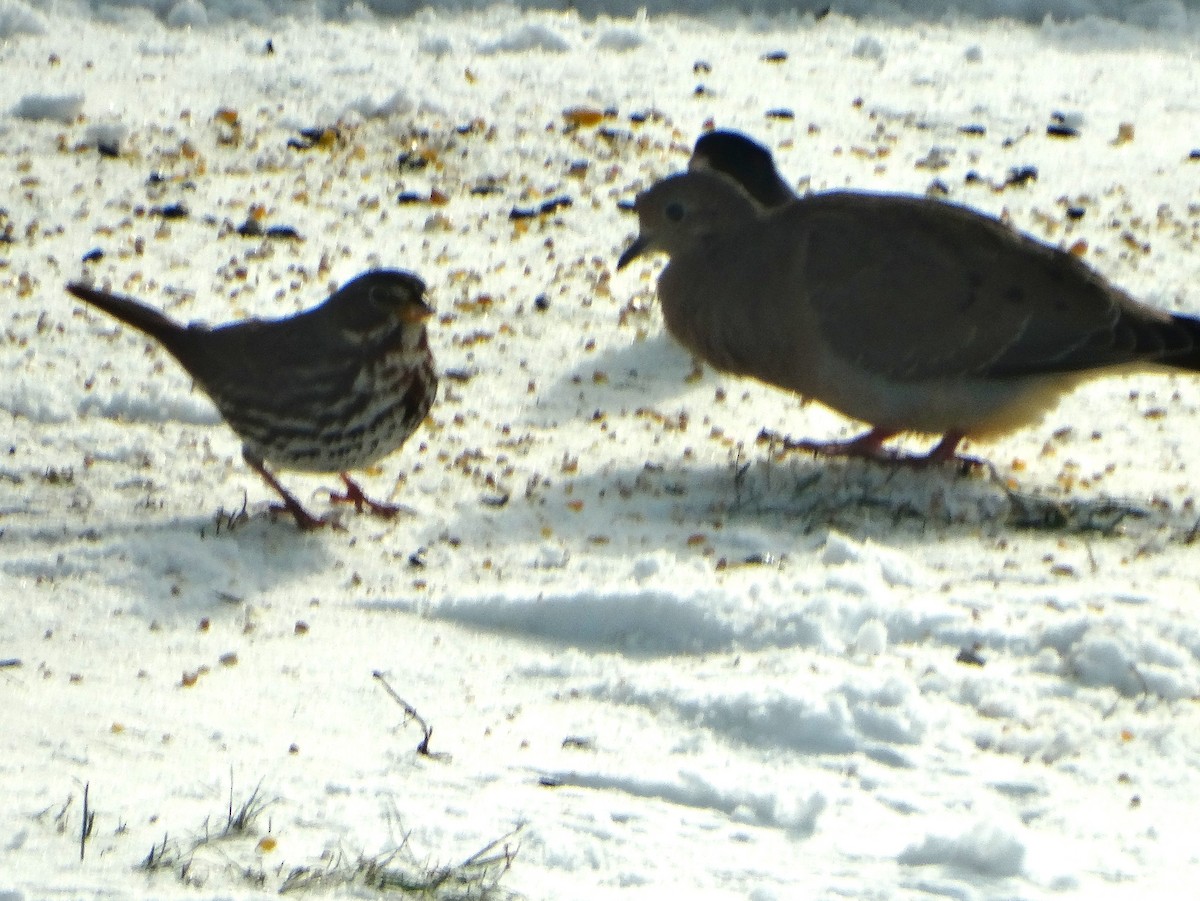 strnadec kaštanový - ML646853952